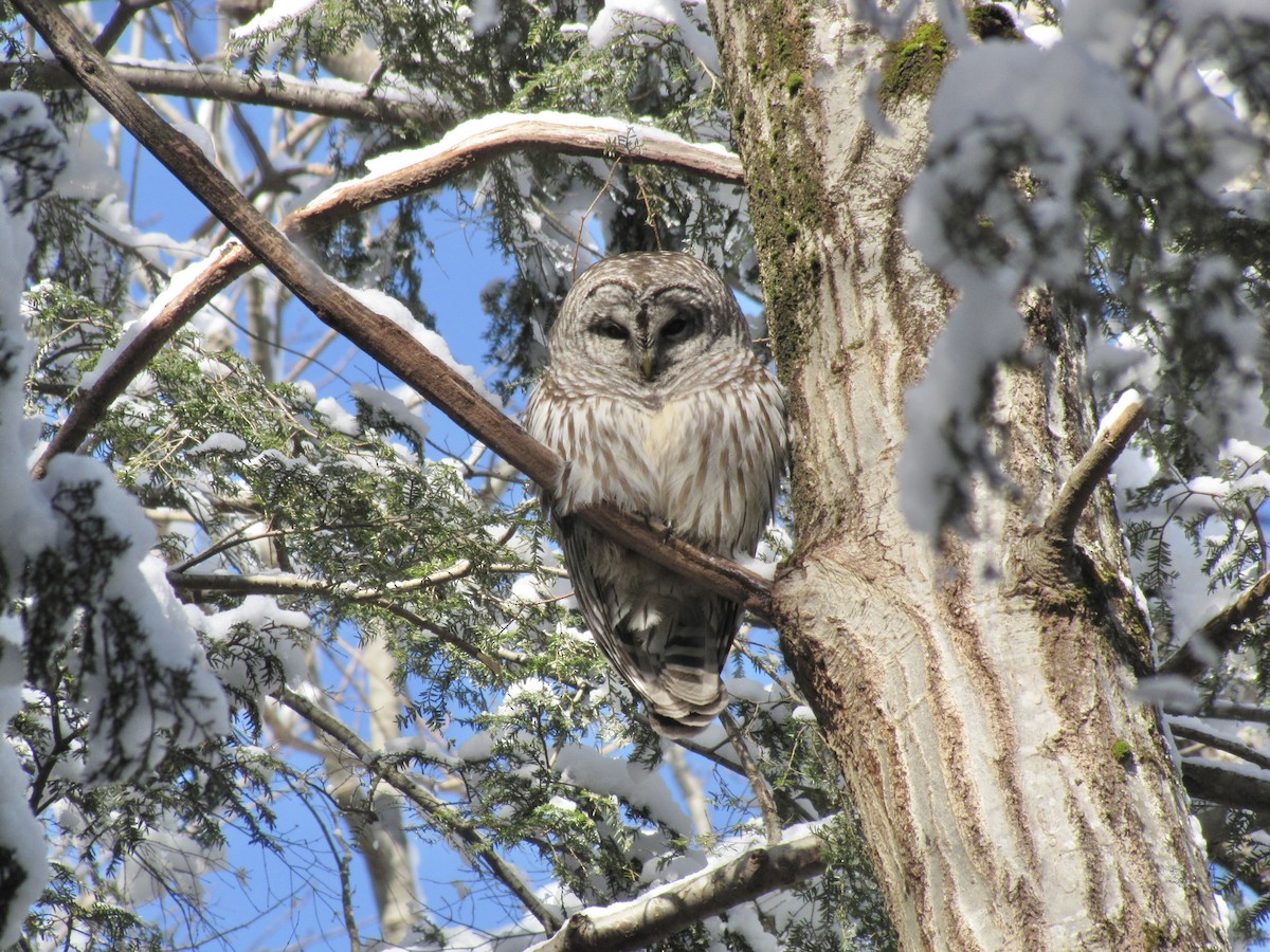 Barred Owl - ML623425338