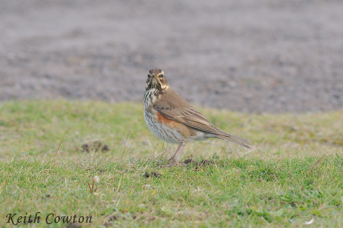 Redwing (Eurasian) - ML623425348