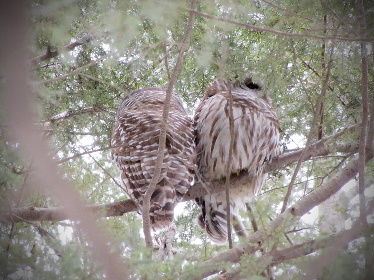 Barred Owl - ML623425361