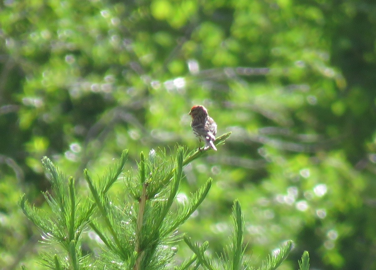 Redpoll (Lesser) - ML623425400