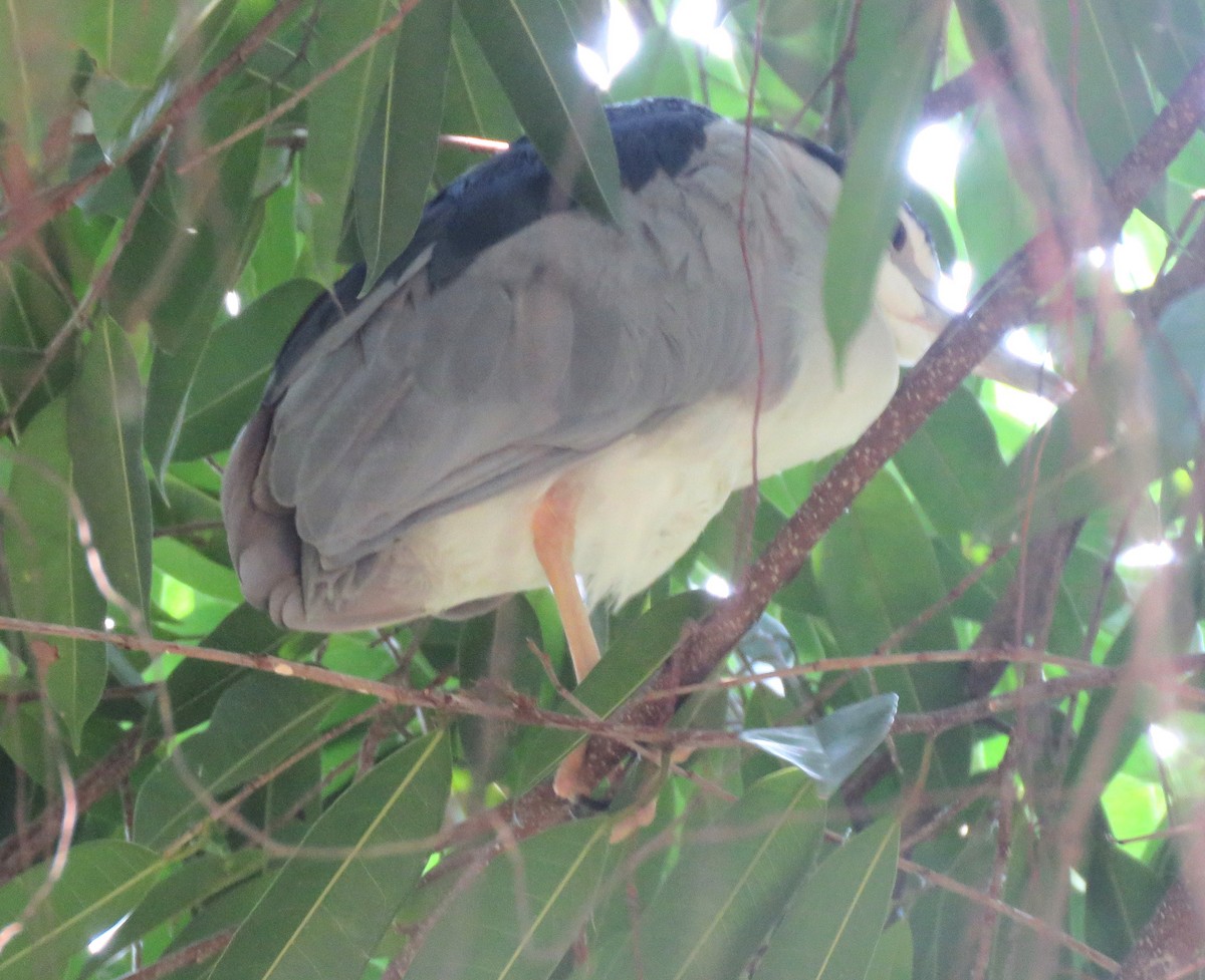 Black-crowned Night Heron - ML623425411