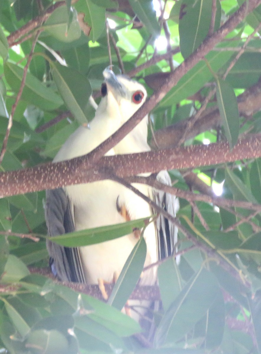 Black-crowned Night Heron - ML623425413