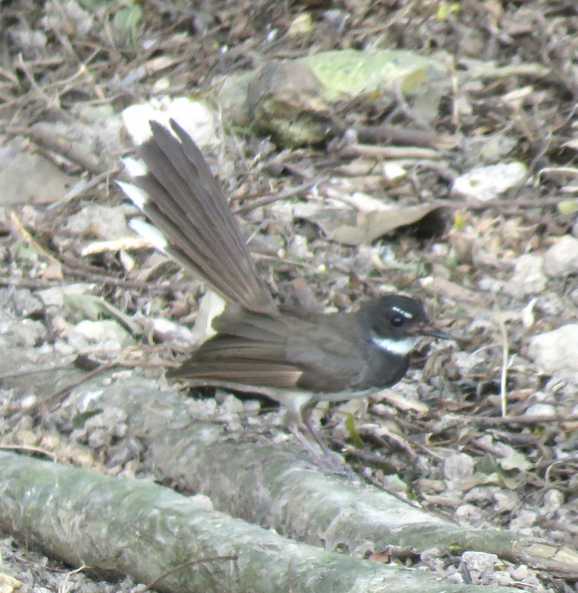 Malaysian Pied-Fantail - ML623425433