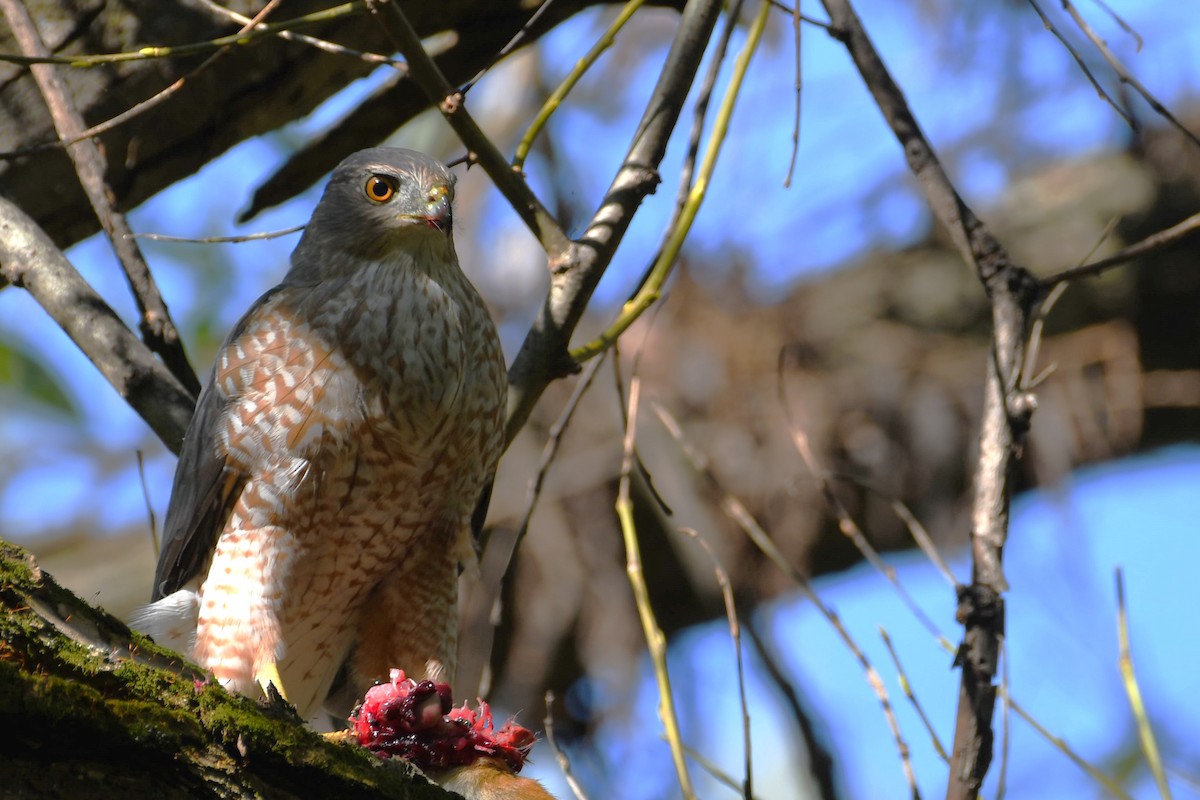 Cooper's Hawk - ML623425435