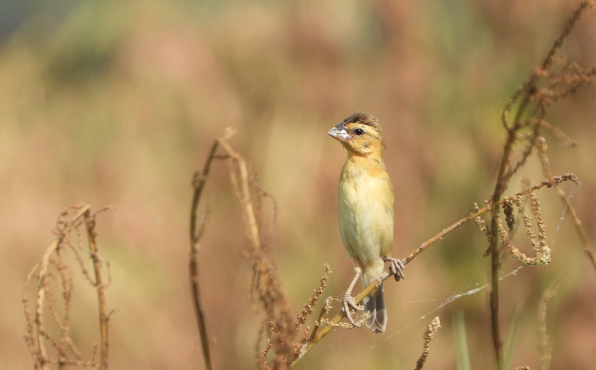 Asian Golden Weaver - ML623425441