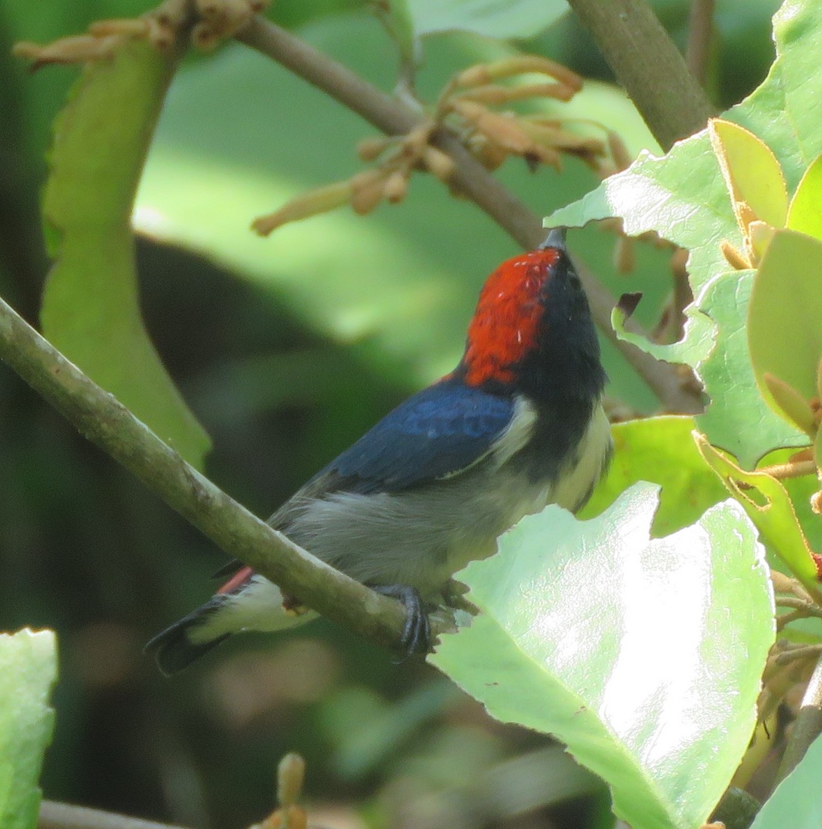 Scarlet-backed Flowerpecker - ML623425464