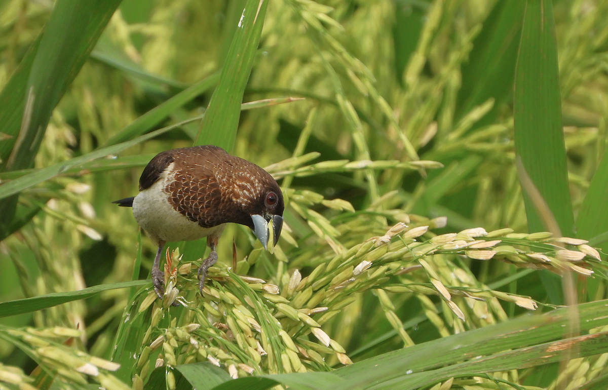 White-rumped Munia - ML623425468