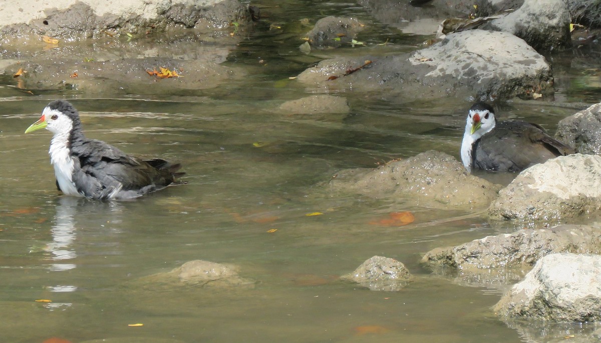 White-breasted Waterhen - ML623425469