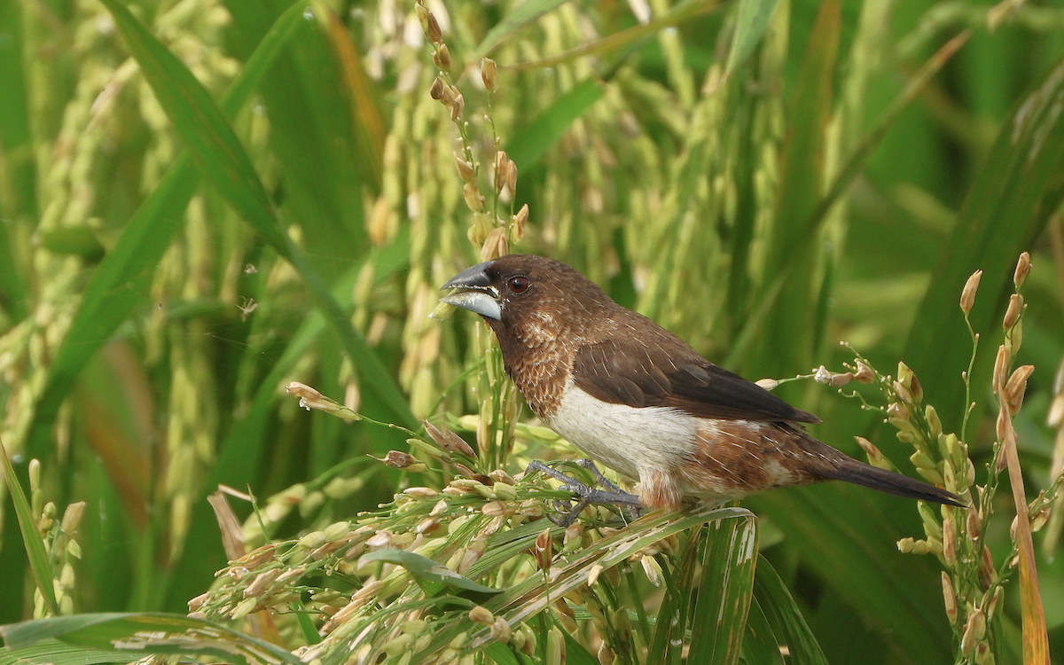 White-rumped Munia - ML623425473