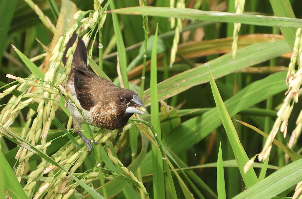 White-rumped Munia - ML623425479