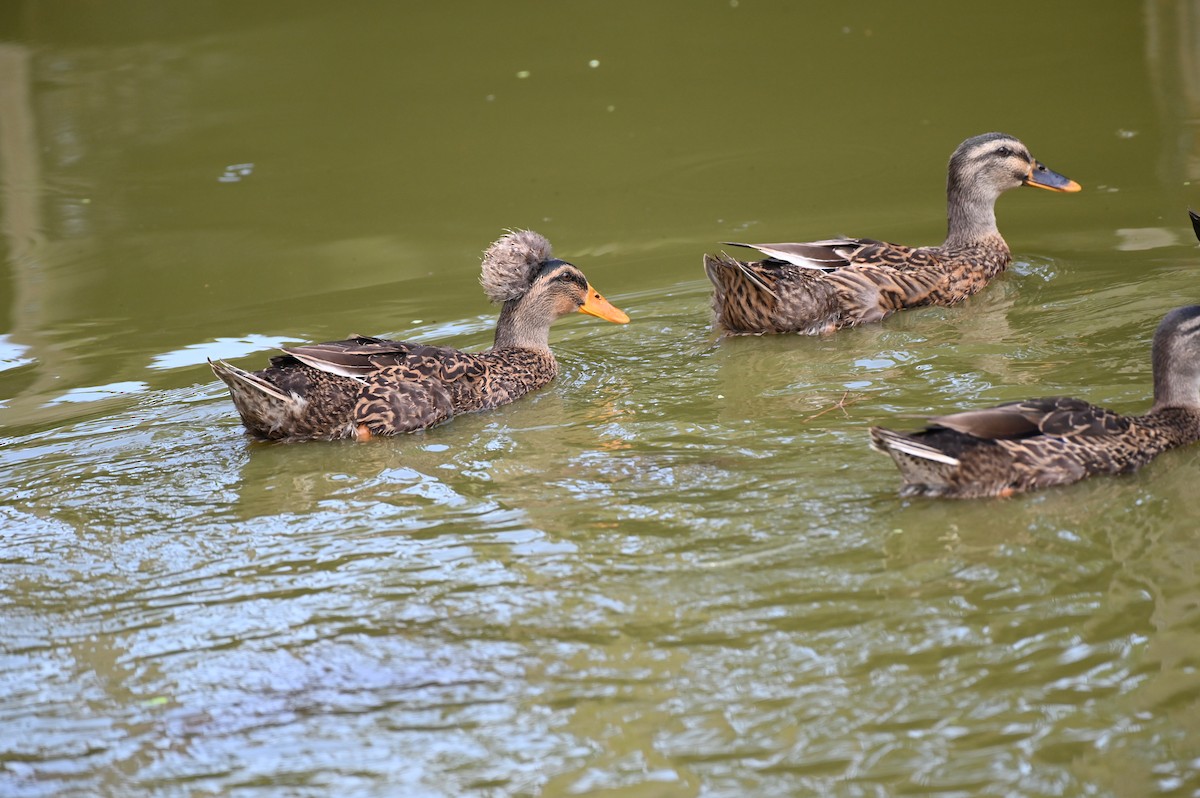 Mallard (Domestic type) - ML623425483