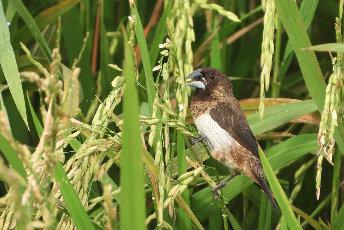 White-rumped Munia - ML623425492