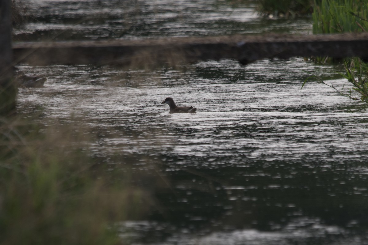 Gallinella d'acqua - ML623425519