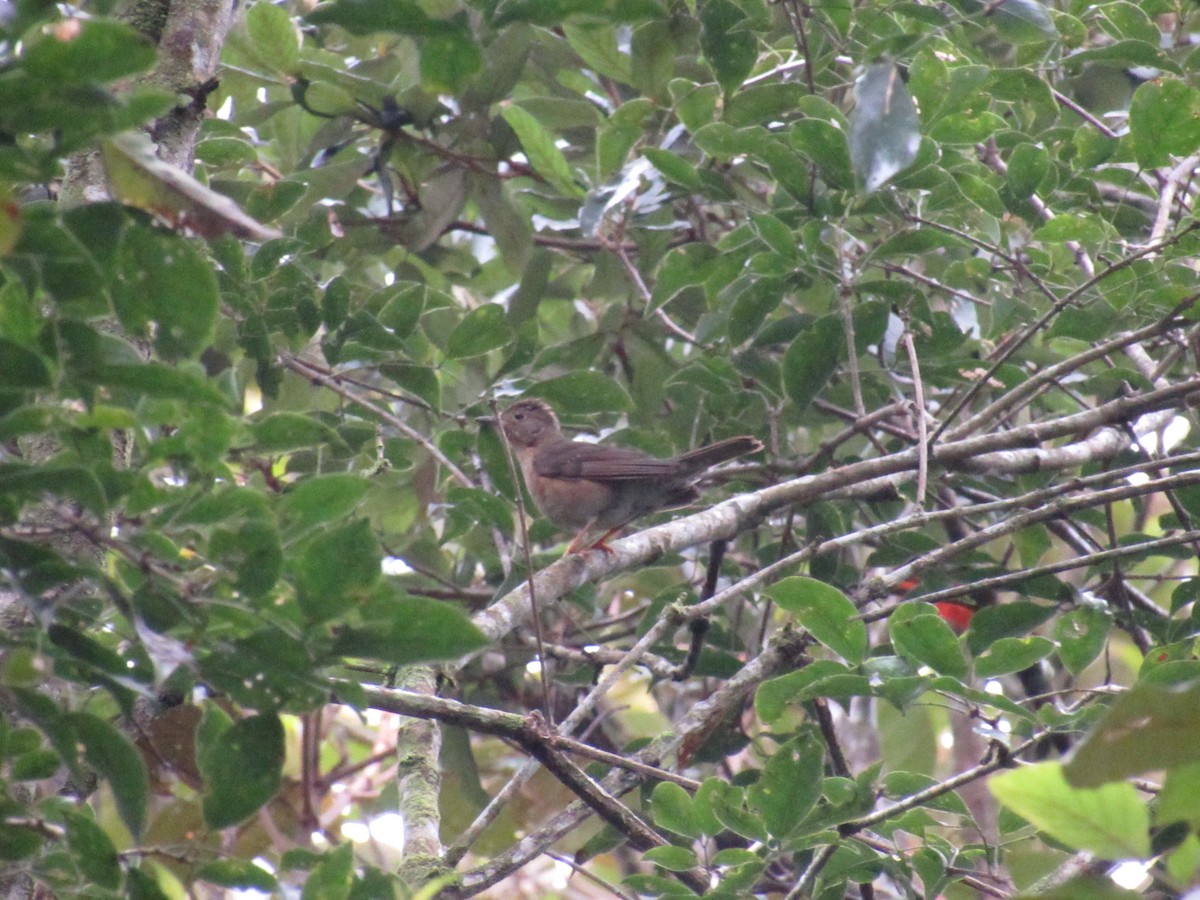 Yellow-legged Thrush - ML623425538