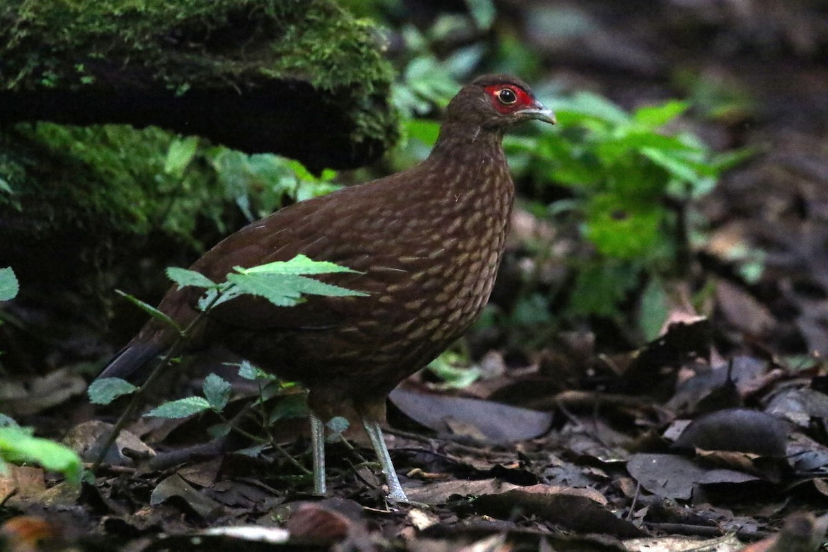 Salvadori's Pheasant (Salvadori's) - ML623425543