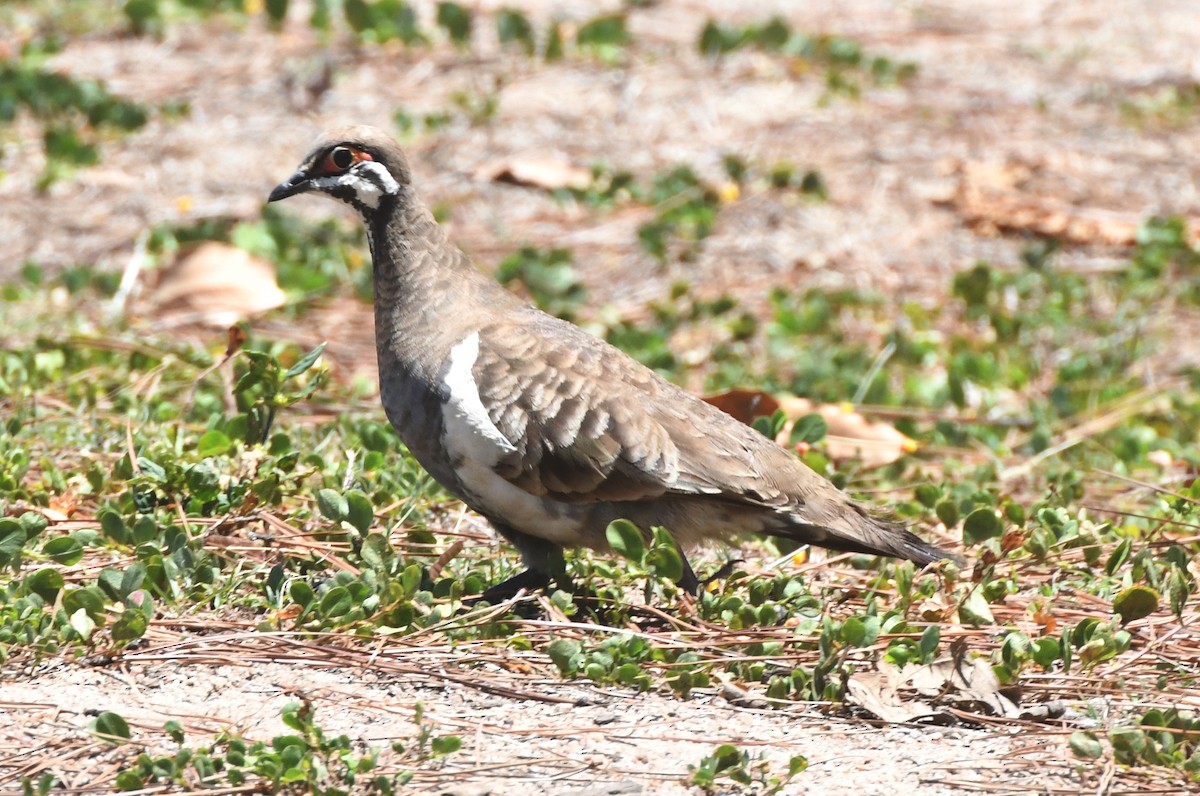 Squatter Pigeon - ML623425599