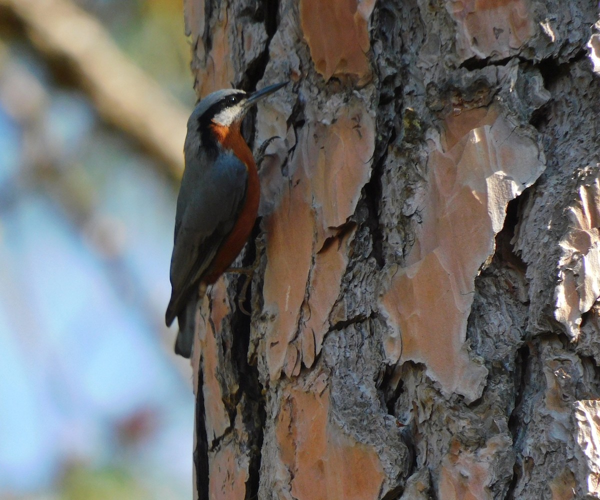 Chestnut-bellied Nuthatch - ML623425629