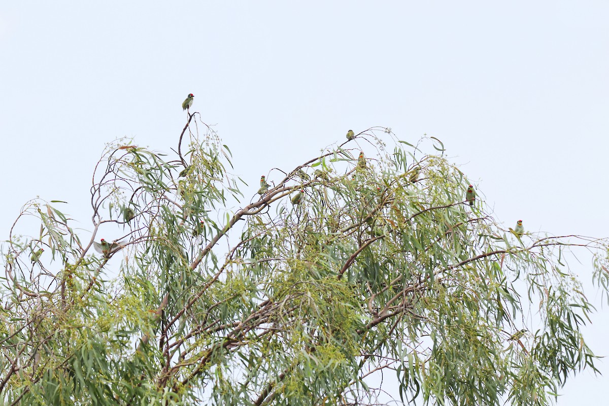 Coppersmith Barbet - ML623425694