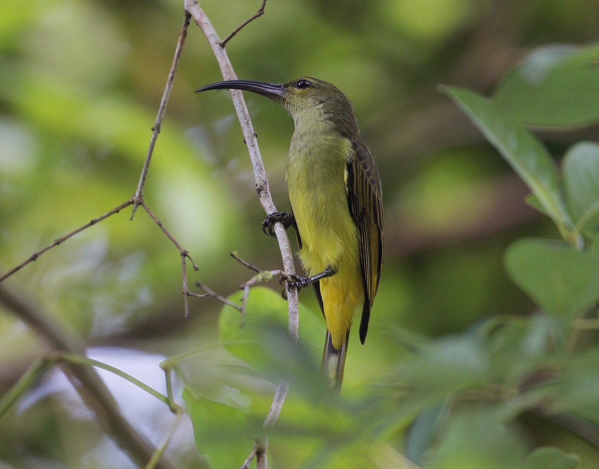 Thick-billed Spiderhunter - ML623425710