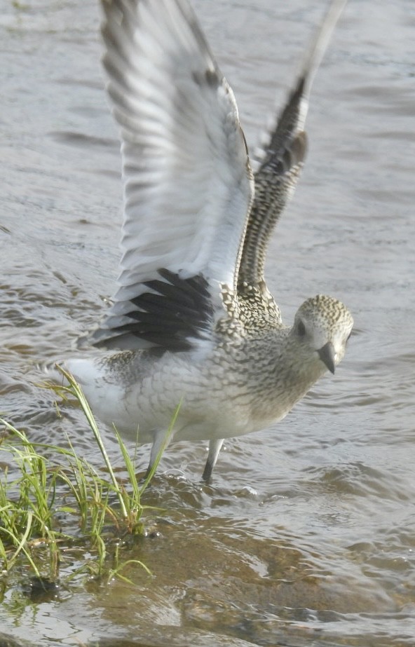 Black-bellied Plover - ML623425715