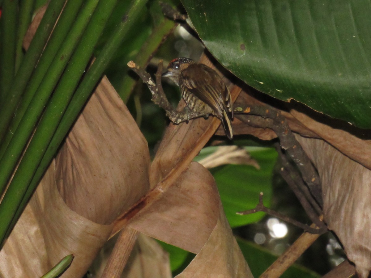 Ochre-collared Piculet - ML623425727