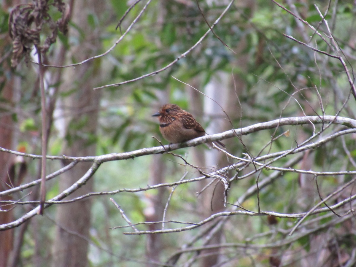 Crescent-chested Puffbird - ML623425731