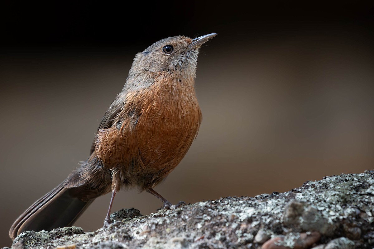 Rockwarbler - ML623425754