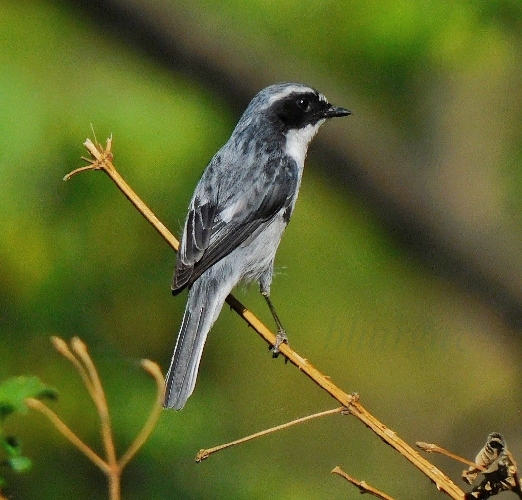 Gray Bushchat - ML623425788