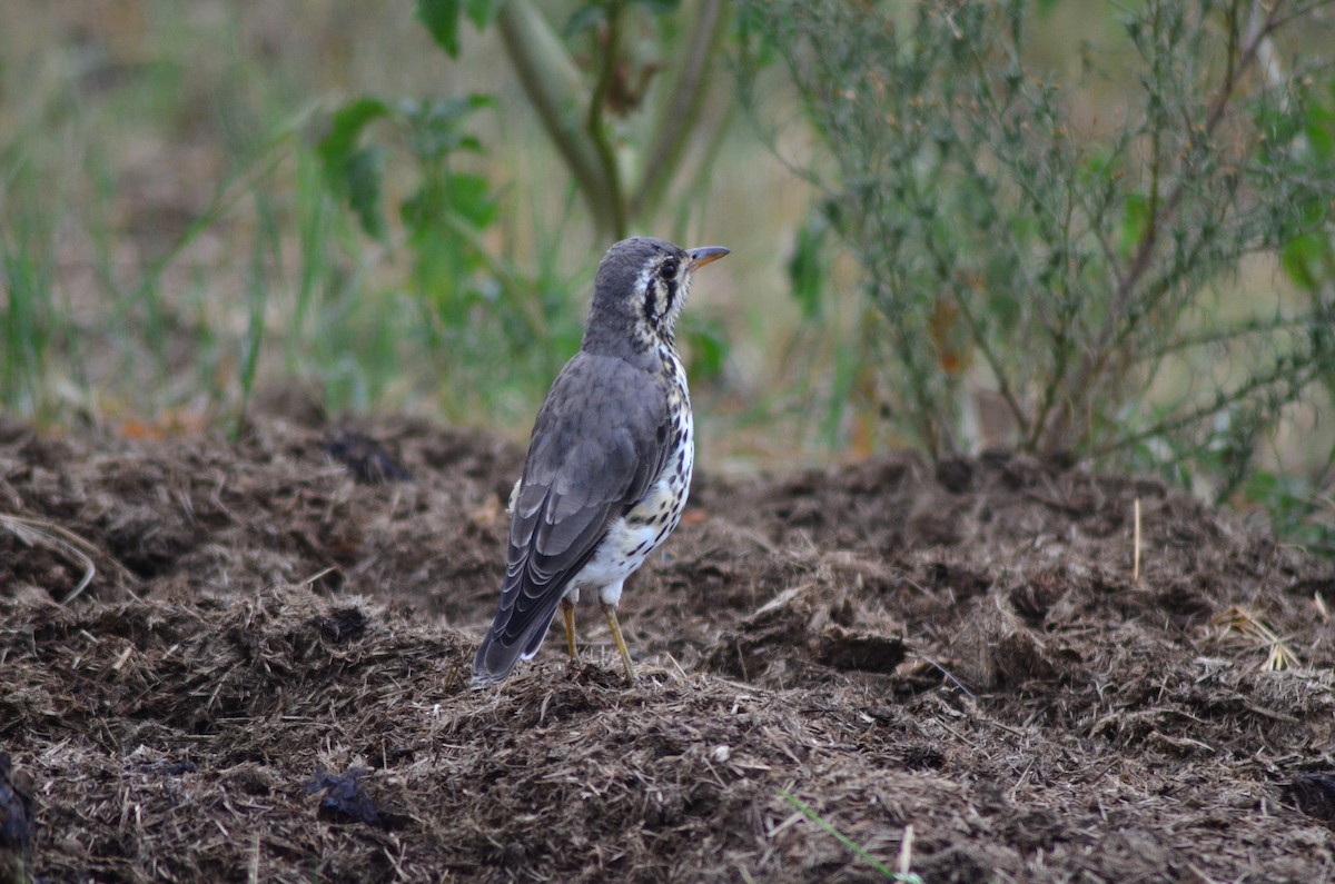 Groundscraper Thrush - ML623425825