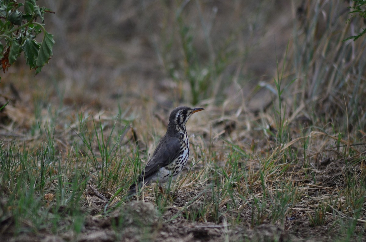 Groundscraper Thrush - ML623425826