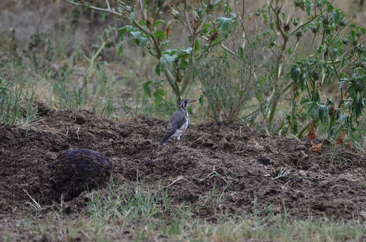 Groundscraper Thrush - ML623425827