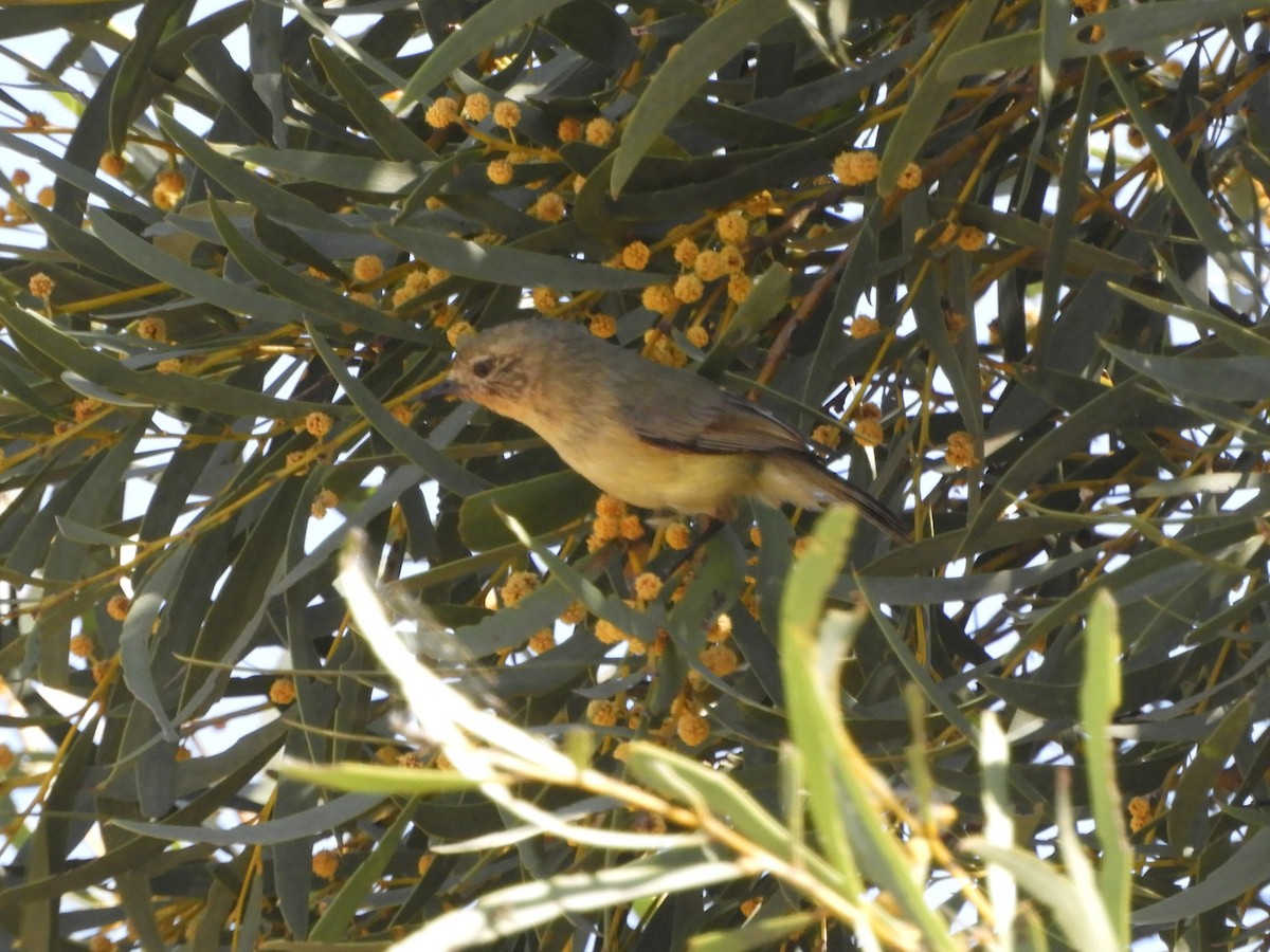 Yellow Thornbill - ML623425843