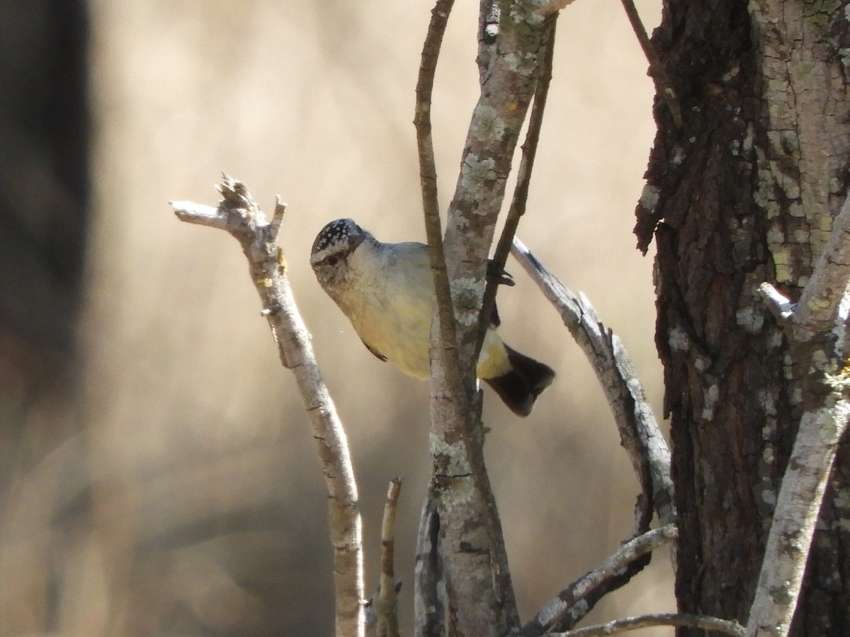 Yellow-rumped Thornbill - ML623425864