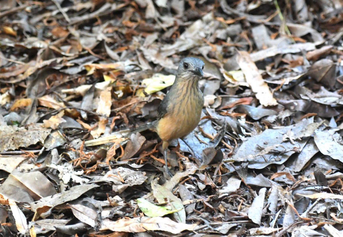 Bower's Shrikethrush - ML623425865