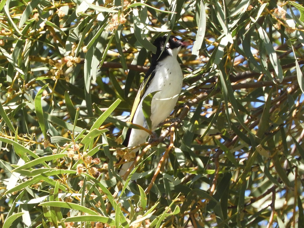 Painted Honeyeater - ML623425874