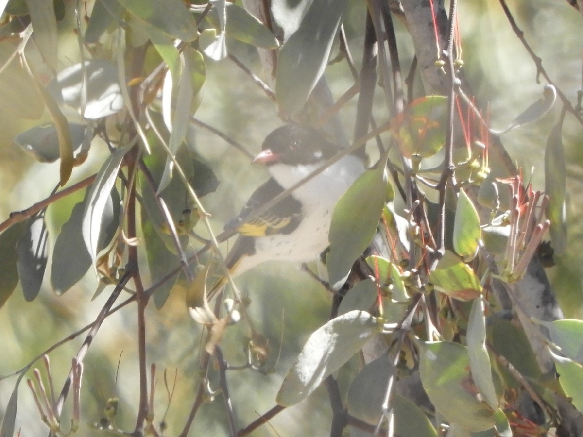 Painted Honeyeater - ML623425883