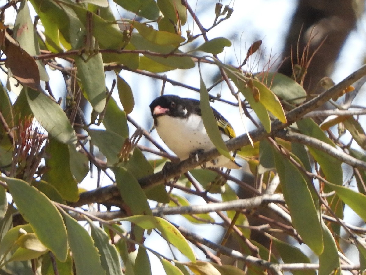 Painted Honeyeater - ML623425884