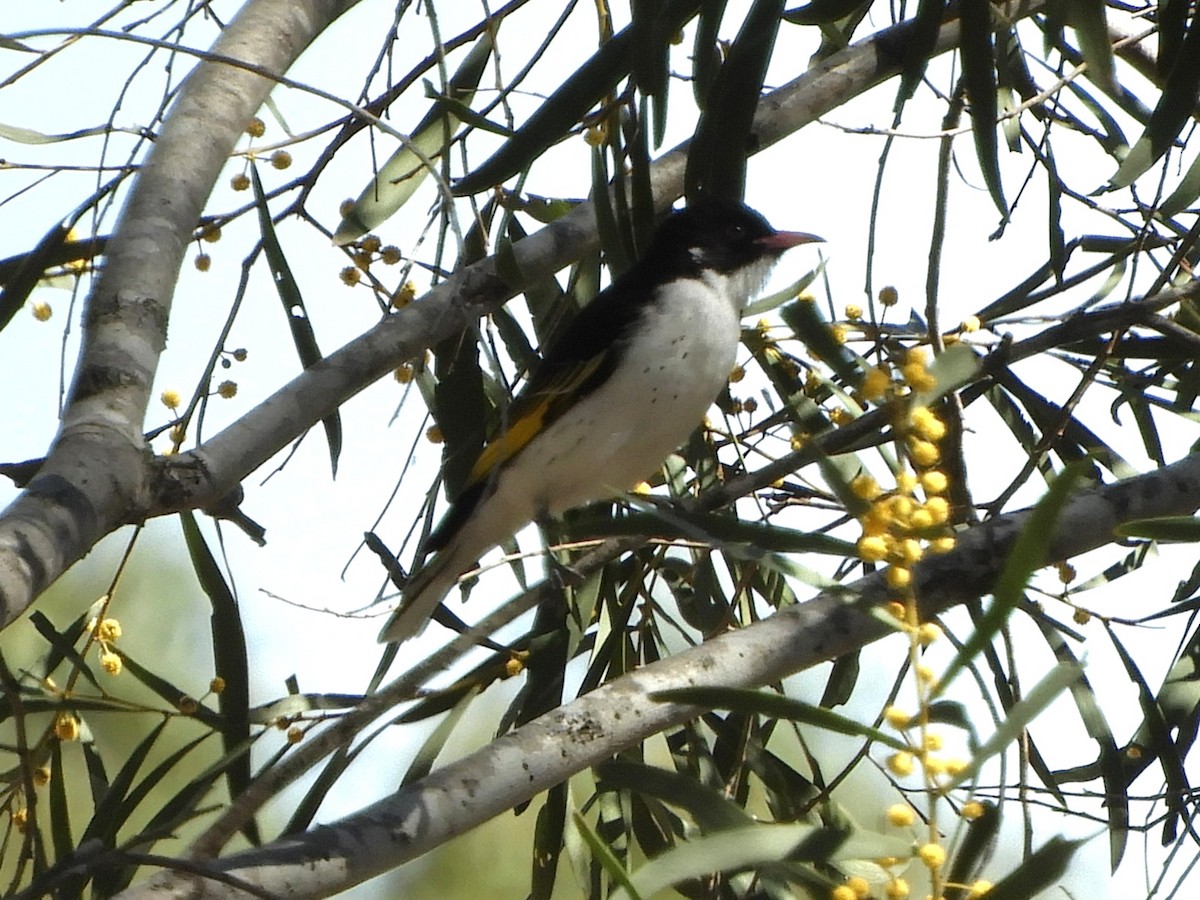 Painted Honeyeater - ML623425891