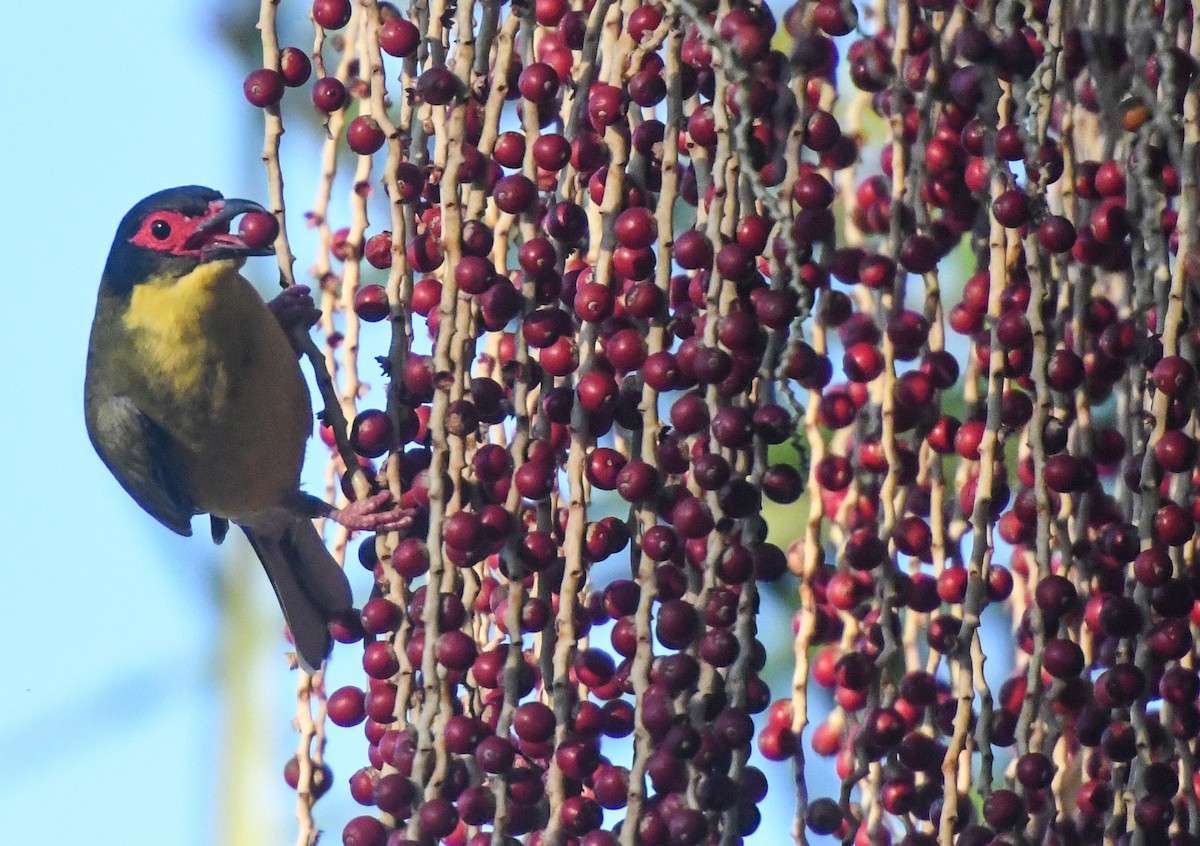 Australasian Figbird - ML623425900