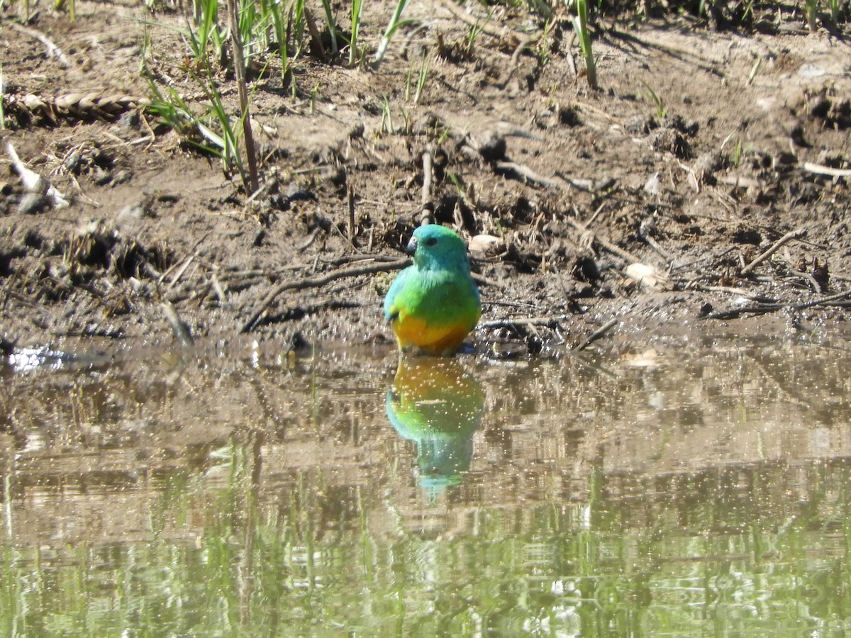 Red-rumped Parrot - ML623425913