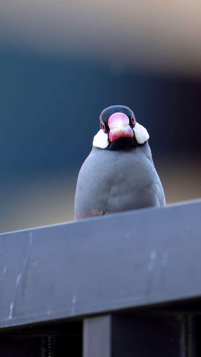 Java Sparrow - ML623425923