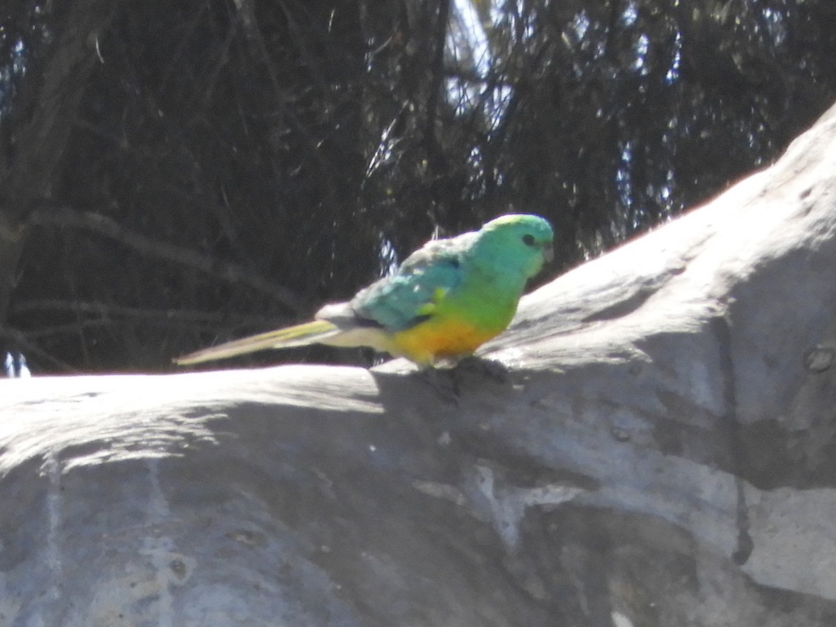 Red-rumped Parrot - ML623425930