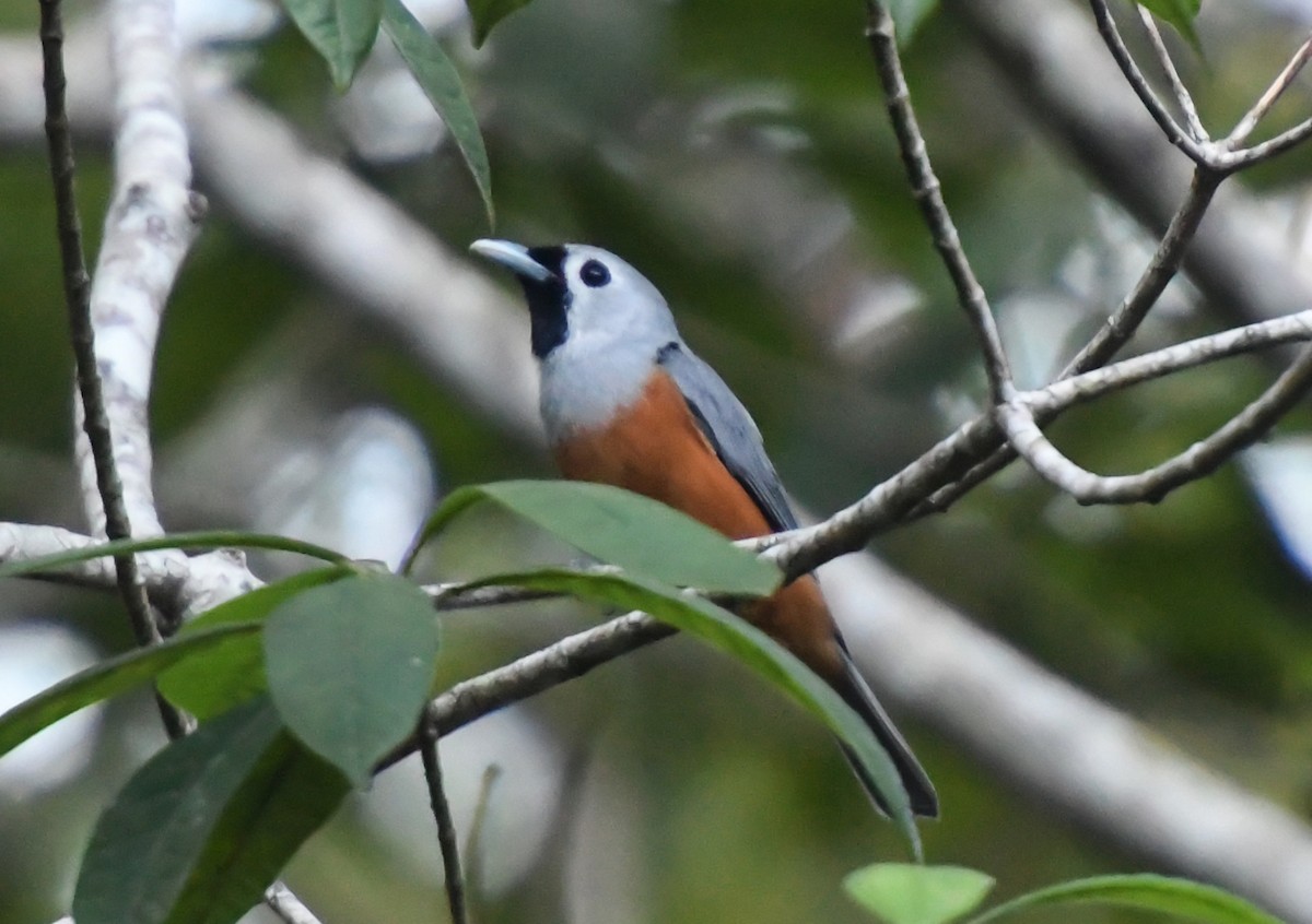 Black-faced Monarch - Laurence Green