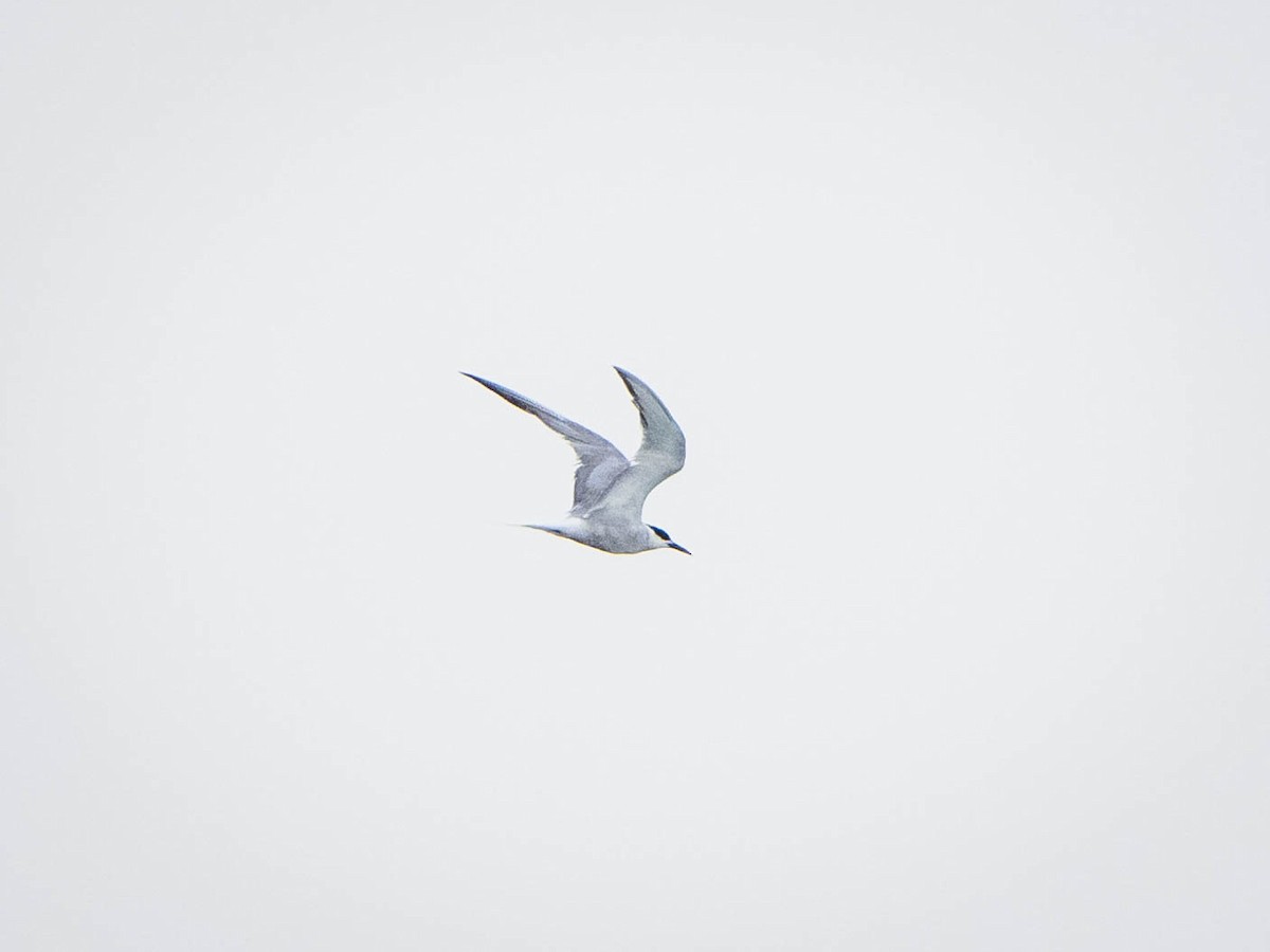 Common Tern - ML623425943