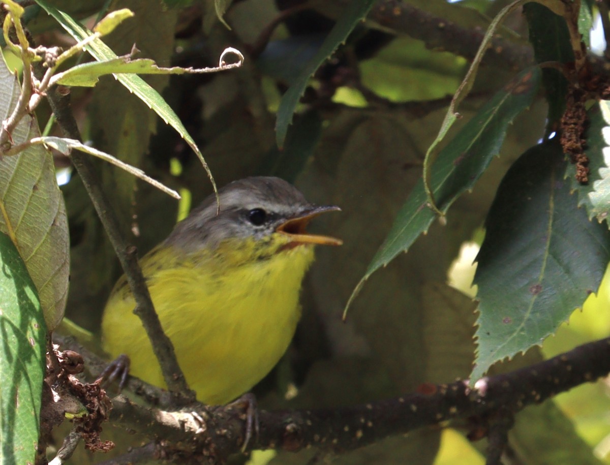 Gray-hooded Warbler - ML623426041