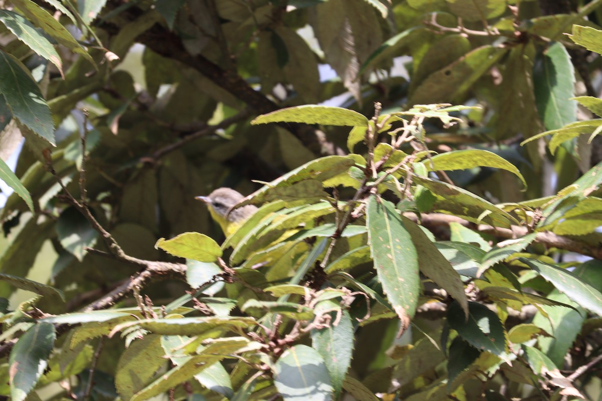 Gray-hooded Warbler - ML623426042