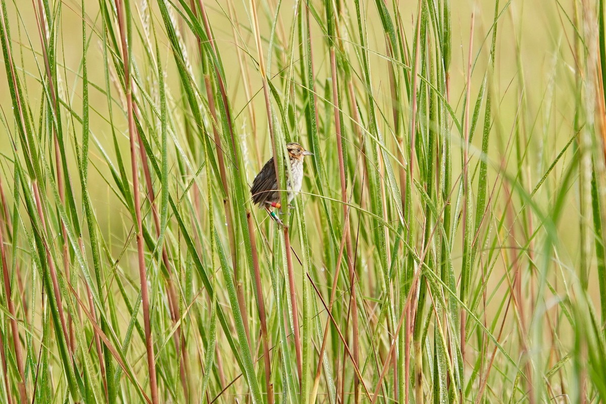 Saltmarsh Sparrow - Deirdre Robinson