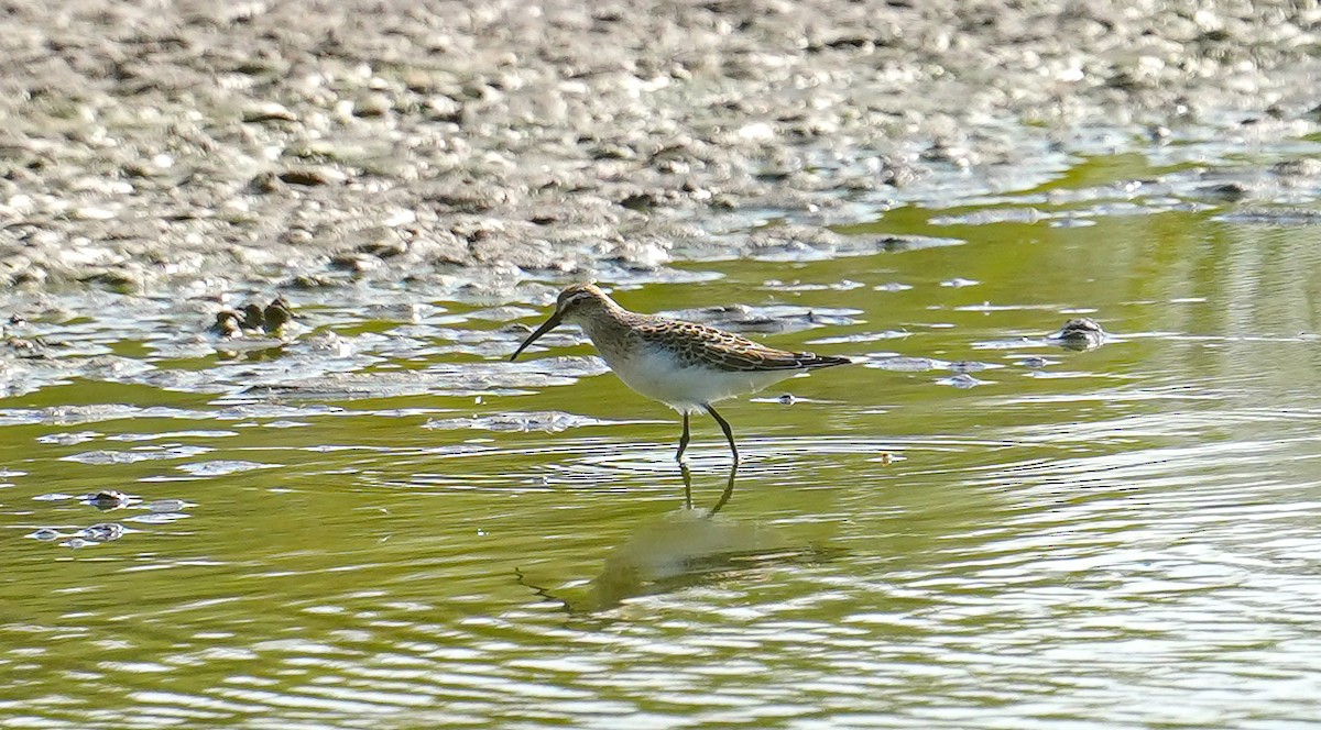 Curlew Sandpiper - ML623426226