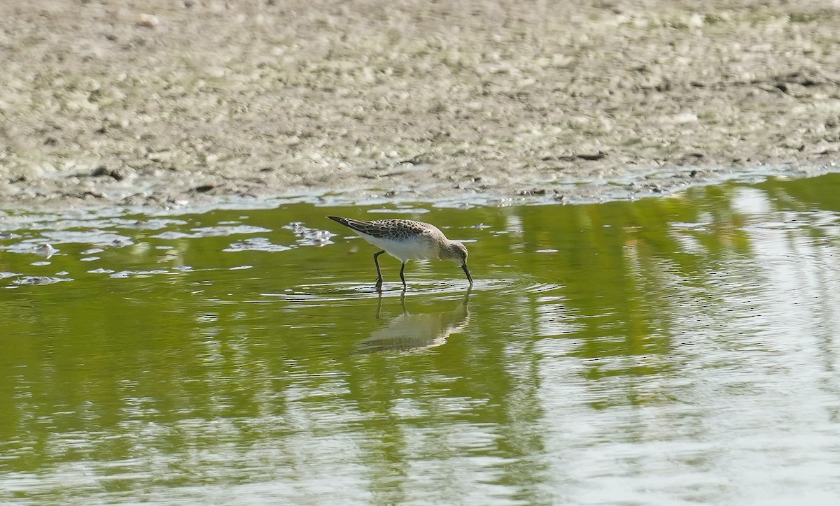 Curlew Sandpiper - ML623426227