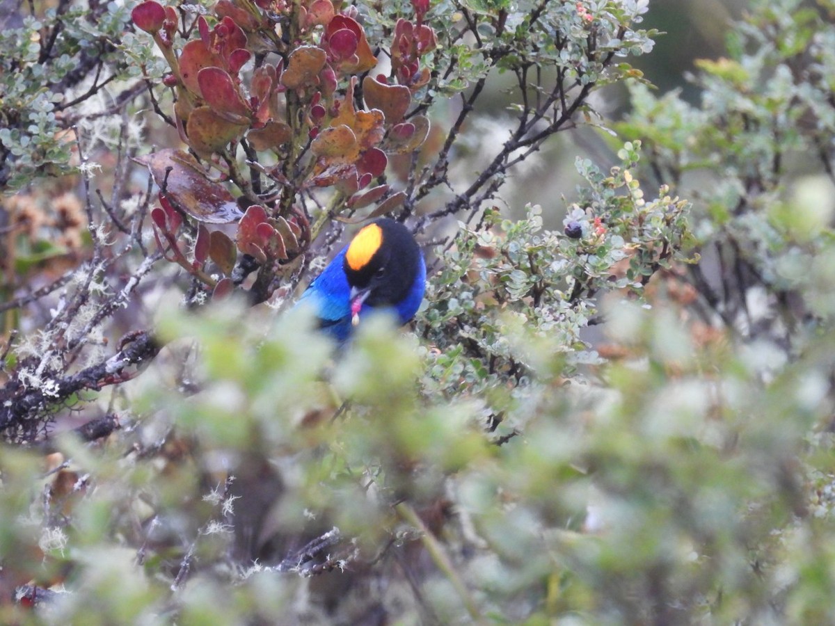 Golden-crowned Tanager - Luis Curillo